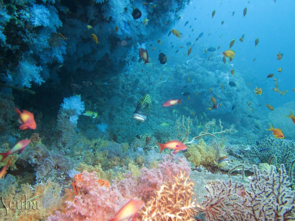Scuba Inn Omadhoo Kültér fotó